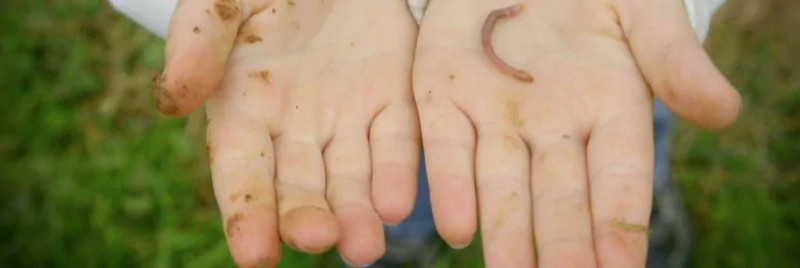 How to Make a Worm Farm for Kids