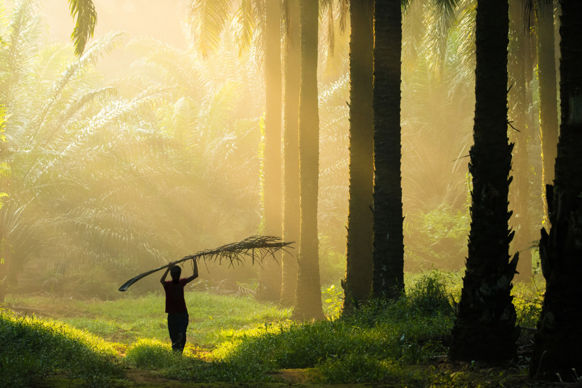 Silhouette of a person carrying a tree leaf in a forest