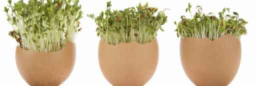 cress growing in eggshells