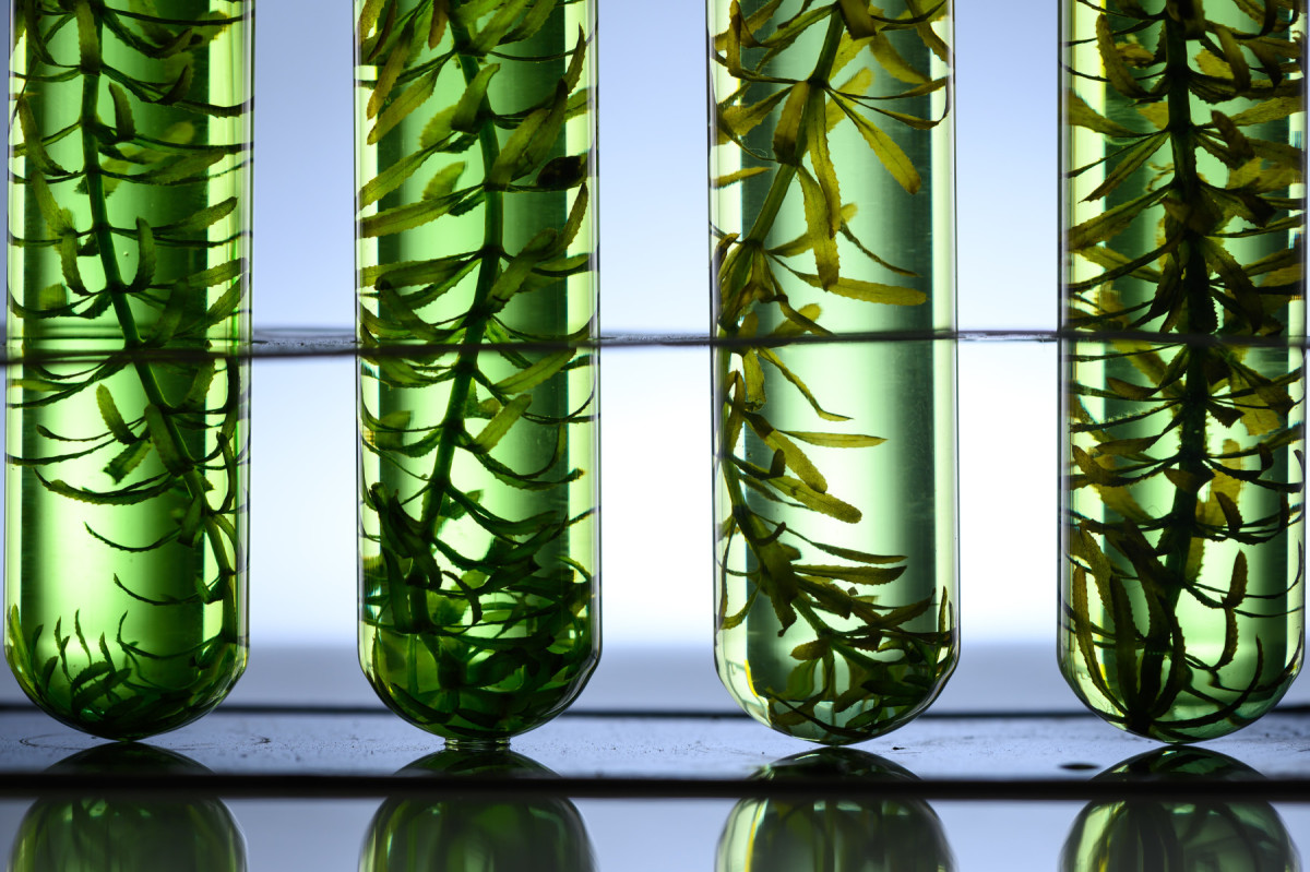 Test tubes filled with green leaves