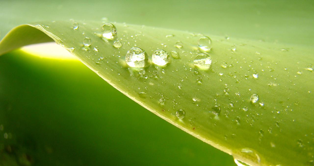 A close up of droplets on a leaf