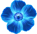 Open Flower