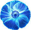 Closed Flower